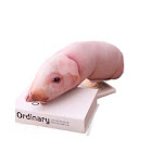 Pig Pillow rep